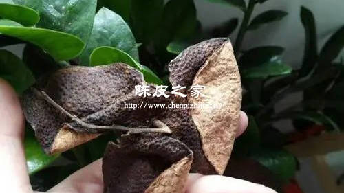 陈皮到底是什么水果的皮
