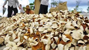 2023年陈皮的价格