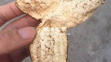 陈皮泡水需要刮掉里层皮吗