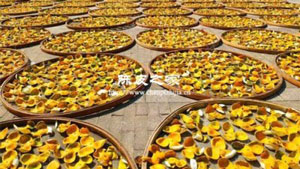 陈皮第一次晒多长时间最好