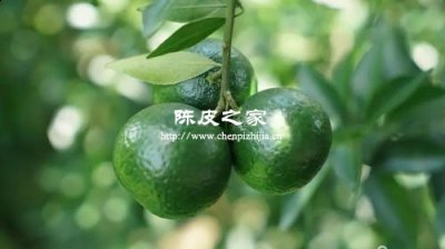 做陈皮要青果还是熟果