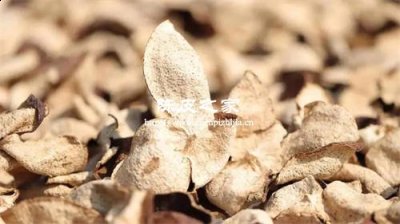 自己晒的桔皮可以当陈皮用吗