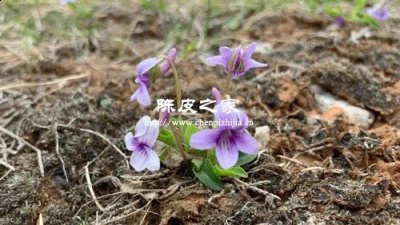 紫花地丁和陈皮泡水的功效作用