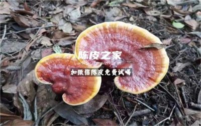灵芝陈皮泡水饮用有什么功效