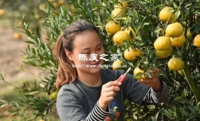 陈皮柑是薄皮好还是厚皮好