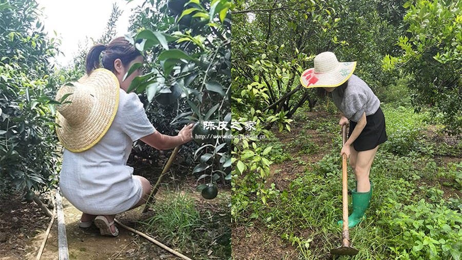 小红家陈皮是正宗新会陈皮还是作假陈皮？