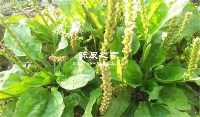 咽喉疼可以喝车前草陈皮水吗