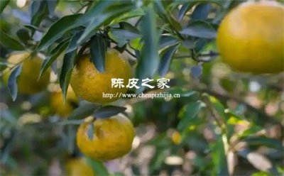 陈皮原枝柑和圈枝柑哪个好