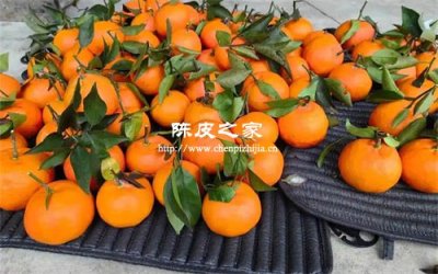 味蕾穿越指南:从柑橘皮到时间胶囊