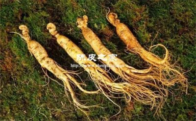 黄芪当归和陈皮可以搭配泡水吗