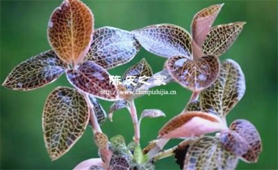 金线莲和老陈皮煮水喝有什么功效