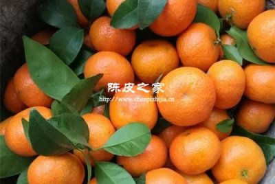 沙糖桔的橘皮可以做陈皮吗