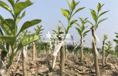 圈枝柑与原枝柑有什么不同