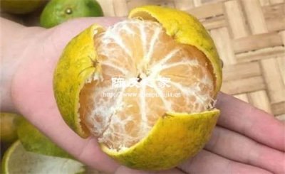 耙耙柑皮可以代替橘子皮做陈皮吗