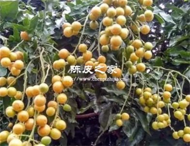 黄皮叶和陈皮可以煮水喝吗