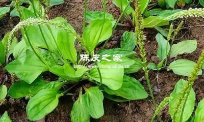 车前草和陈皮能一起泡水喝吗