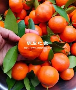 川红橘陈皮和新会陈皮哪个好