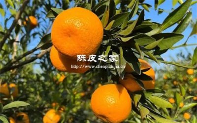 正宗的新会陈皮产地都分布在哪里