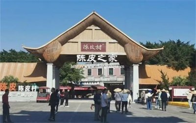 正宗的新会陈皮村在哪个地方