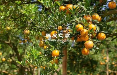 家庭自制陈皮的正确做法