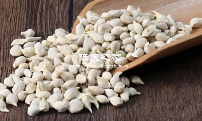 橘核是什么，能和陈皮一起泡水喝吗