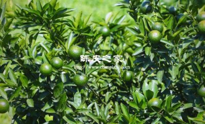 陈皮种植有什么要求和条件吗