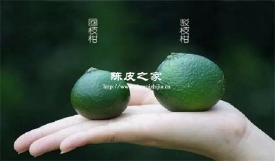 圈枝陈皮与驳枝陈皮怎么辨认