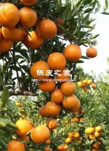 新会陈皮与普通橘皮：百元差价背后的秘密是什么？