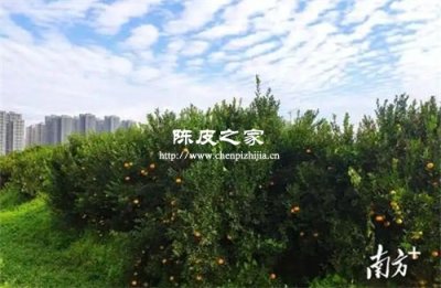 手感轻飘才是好的陈皮吗？